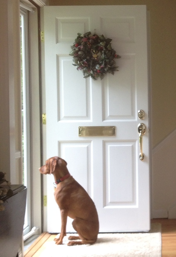 Digital Dogsitter Free Download Current Version